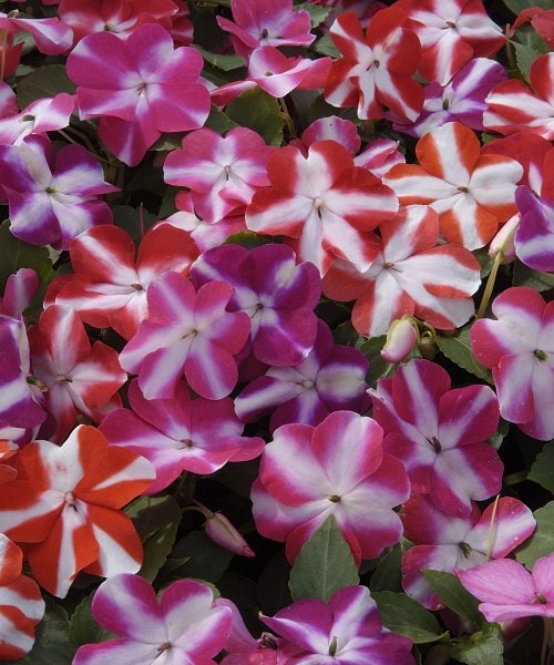 276.300 Impatiens star balance